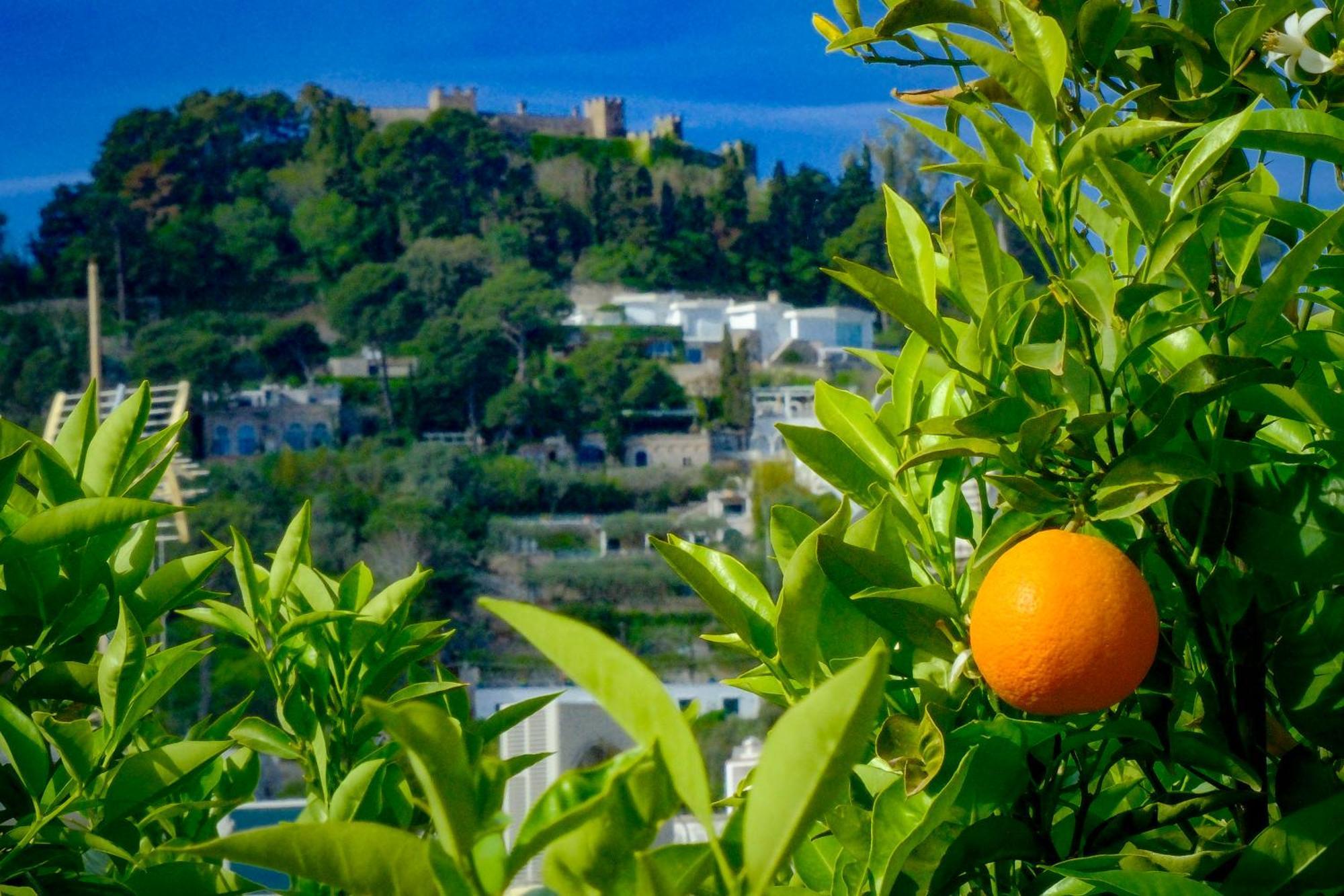 Villa Dorothee Κάπρι Εξωτερικό φωτογραφία